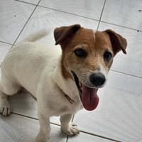 RUDY la boule d'énergie, chien à adopter