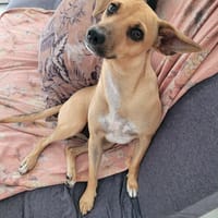 PERLE le bijou des îles, chienne à adopter