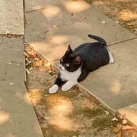 azaro, chat à adopter