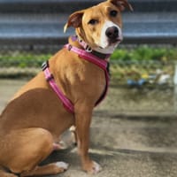 Aéla, femelle croisée berger, née le 15/06/2025 🐶, chienne à adopter