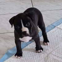 Bria, la machine à câlins, chienne à adopter