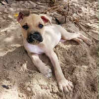 Pepsi le nounours ....Gourmand, chien à adopter