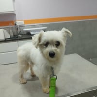 Lilite la princesse, chienne à adopter