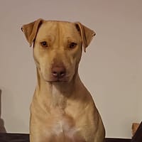 PHOENIX Croisée Labrador Femelle junior, chienne à adopter