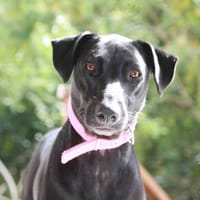 Usla, Femelle junior Berger Créole 💛, chienne à adopter