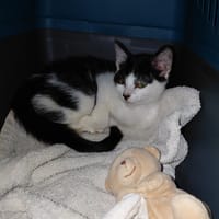 BARNABE chaton mâle réunion, chat à adopter