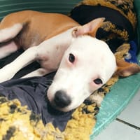 Super NOVA la petite étoile, chienne à adopter