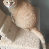 Ginger, poezen ter adoptie