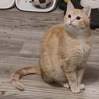 Orange, poezen ter adoptie