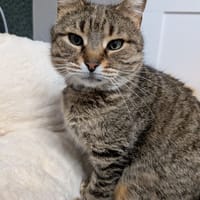 Sofi, poezen ter adoptie