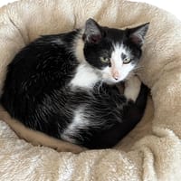 Contour, poezen ter adoptie