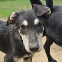 Huhu, ich bin Caspar ♥, Hund zur Adoption