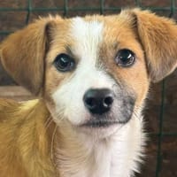 Hanni sucht ihr Zuhause, Hündin zur Adoption