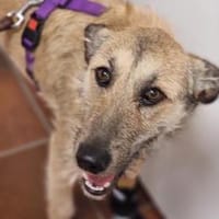 Dallulah, Hündin zur Adoption