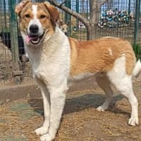 Szultan möchte seine Koffer packen, Hund zur Adoption