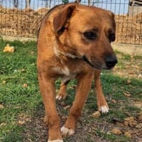 Freundliche Zoe sucht Körbchen, Hündin zur Adoption