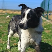 Charmanter Jack möcht gesehen werden, Hund zur Adoption