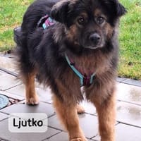 Ljutko (Teddy)  ein ganz feiner Kerl..., Hund zur Adoption