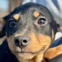 HELI-zuckersüße,verspielte Welpen-Hündin, Hündin zur Adoption