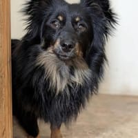 Anton und Theo suchen ein Zuhause, Hund zur Adoption