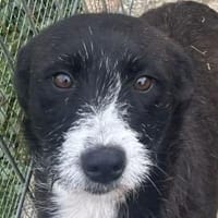 ALMA-hübsche, süße Hündin, Hündin zur Adoption