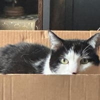 Geschwisterpaar Frieda & Elvis, Kater zur Adoption