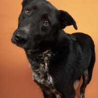 Amando - ruhiger und freundlicher Senior, Hund zur Adoption