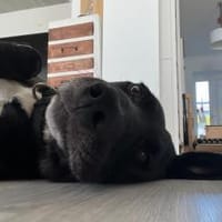 Funny- Charmante Abenteurerin, Hündin zur Adoption