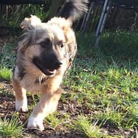 Mike Wheeler sucht sein Zuhause, Hund zur Adoption