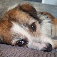 Sparky sucht sein Zuhause, Hund zur Adoption