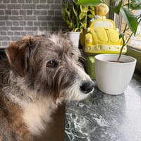 Nala sucht ihr Zuhause, Hündin zur Adoption