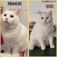 Ipek und Pamuk, Kater zur Adoption