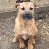 Lilly möchte nur Liebe schenken, Hündin zur Adoption