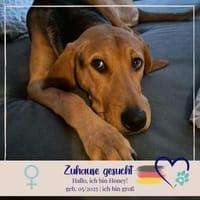 süsse Honey - sucht für immer Familie, Hündin zur Adoption