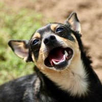 Pepe sucht Zuhause o. Dauerpflegestelle, Hund zur Adoption