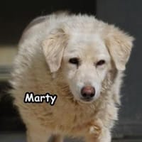 MARTY, Hündin zur Adoption