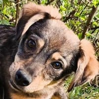 HEIDI-bezaubernde Jung-Hündin,32cm(w), Hündin zur Adoption