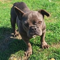 Fiona möchte nur geliebt werden, Hündin zur Adoption