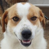 BRAJA-wundervolle Hündin, 54 cm, Hündin zur Adoption