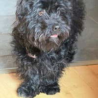 Fips sucht seine Menschen ❤🐾❤, Hund zur Adoption