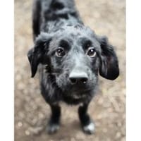 Lambi - wartet in 96160 Geiselwind, Hund zur Adoption