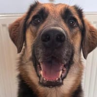 Lieber Schäfi-Mix Loki in 60437 FFM, Hund zur Adoption