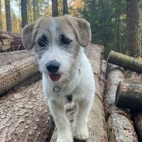 Tammy wartet in 18198 Kritzmow, Hündin zur Adoption