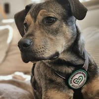 Mel möchte mit Dir die Welt entdecken., Hund zur Adoption