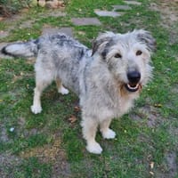 Toshi  lustiger Kobold  Tierschutz, Hündin zur Adoption