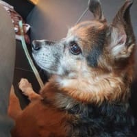 Omi Emmi - möchte Einzelhund sein, Hündin zur Adoption