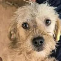 ABBY-niedliche,zutrauliche Hündin, Hündin zur Adoption