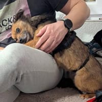 Sanfte Neila🌺 sucht liebe Hundekenner, Hündin zur Adoption