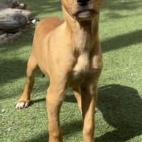 MAJA ❤ Welpentraum!, Hündin zur Adoption