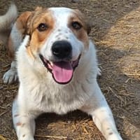 Charmanter George sucht euch, Hund zur Adoption